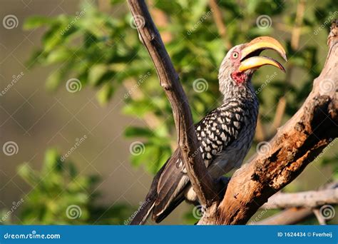 Large Beak Bird stock photo. Image of alert, natural, kruger - 1624434