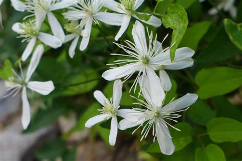 Spun by Me: Sweet Autumn Clematis