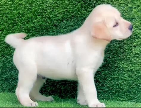 Labrador Price In India - Best For Pets