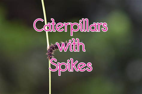 37 Caterpillars With Spikes (Pictures and Identification)