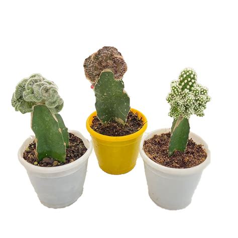 Indian Gardens - Cv Chocolate, Mammillaria Gracillis Snowcap, Brain ...