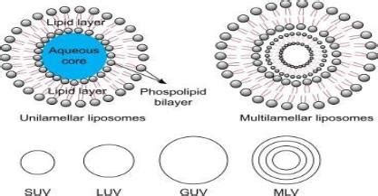International Journal of Research in Pharmacy and Allied Science ...