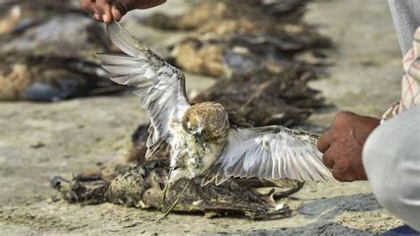 Jaipur: Around 1000 migratory birds dead at Sambhar lake; cause not ...