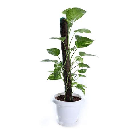 Money Plant (Specialist Plant - removes VOCs) - GreenSpaces ...