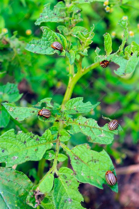 Premium Photo | Colorado beetle on potato leaves parasites in agriculture colorado beetle ...