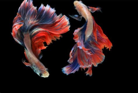 梦见红鱼是什么意思 梦见红鱼有什么预兆 - 万年历