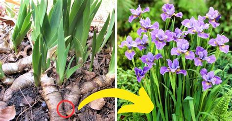 Runner Plant 的图像结果