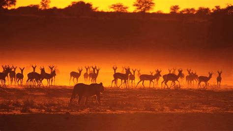 Download wallpaper 1600x900 antelope, lion, hunting, animals, walk ...