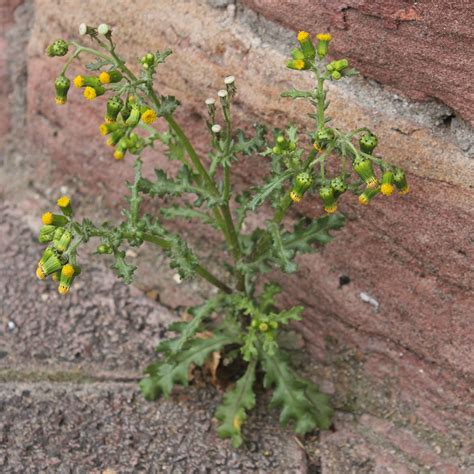 Senecio vulgaris