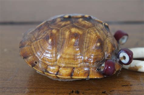 Image result for Native American Turtle Shell