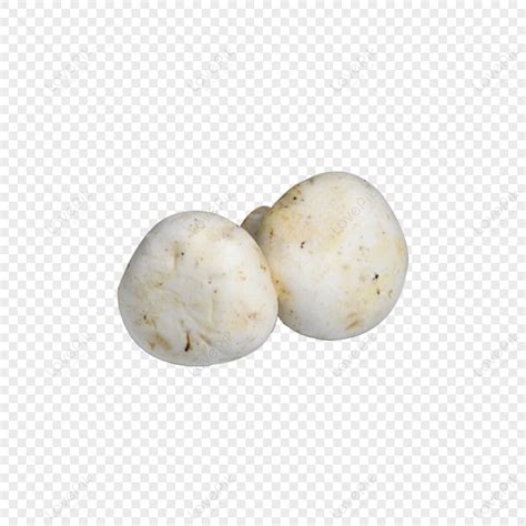 Wild White Bisporus Mushroom Vegetable Wild Vegetables Agaricus ...