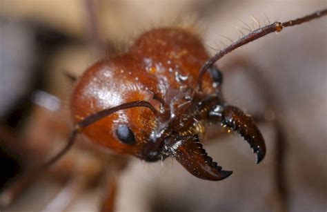 🐜 Муравей солдат - армейский муравьи солдатики, как выглядят, фото и ...