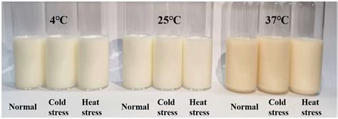 Influence of Heat- and Cold-Stressed Raw Milk on the Stability of UHT Milk - milk in fever