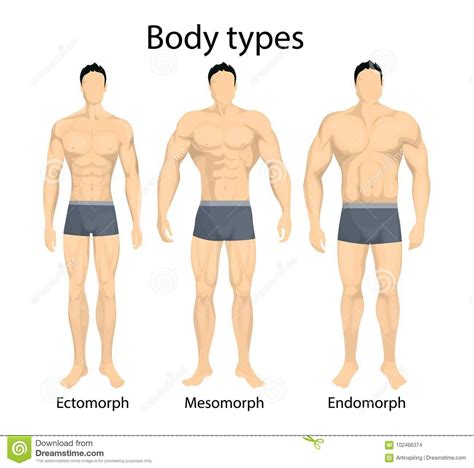 Male body types. stock vector. Illustration of muscle - 102466374 ...