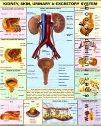 SCIENTIFIC AIDS :: Human Physiology Chart