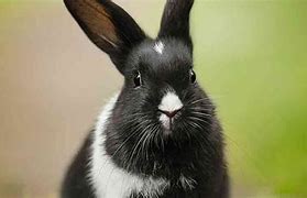 Image result for Black and White Rabbit Baby