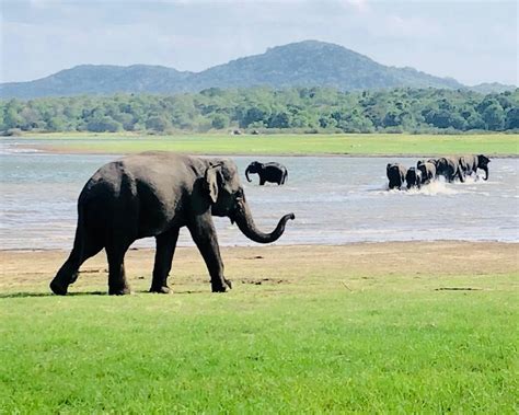 IN THE WILD JEEP SAFARI SIGIRIYA (2025) All You Need to Know BEFORE You ...