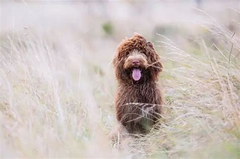 Image result for Cockapoo Tongue