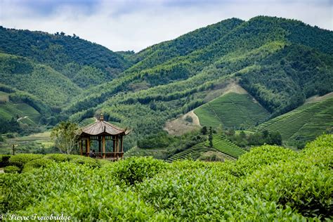 All the Tea in China: A Ride to the Tea Plantations of Jianou - Pierre ...