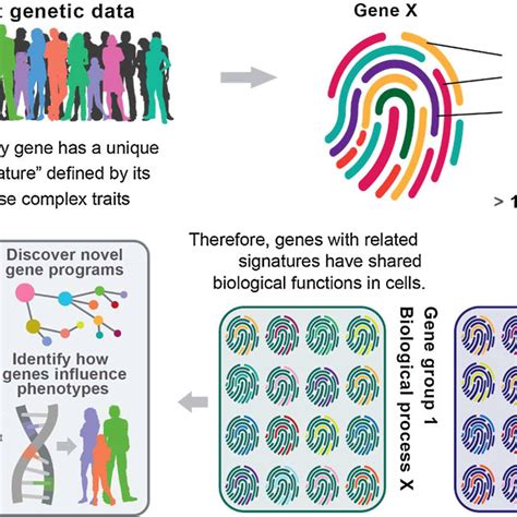 Image result for Complex Trait Graph