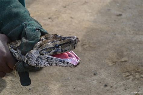 Image result for Feeding Python Live Goat