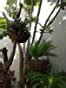 COIR GARDEN Coir Hanging Basket, Brown, 10 inch, 2 Piece : Amazon.in ...