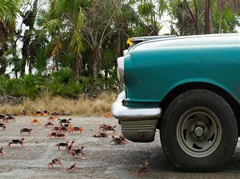 'Car shoes' to save migratory crabs from getting crushed under vehicles