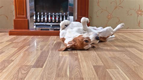 Best Wood Floors For Large Dogs at Erin Wesson blog