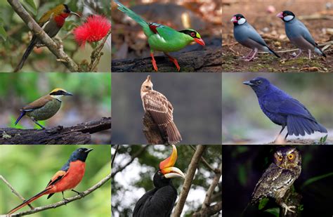 Image result for Java Birai