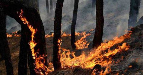 Are Forest Fires In J&K Contributing To Pollution In Delhi? WHO Report ...