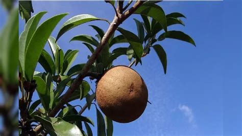 Health Tips: মিষ্টি এই ফল ক্যালসিয়াম-পটাশিয়ামের খনি, হার্টের অসুখ ...