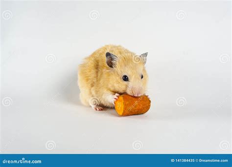 Can Hamsters Have Carrots