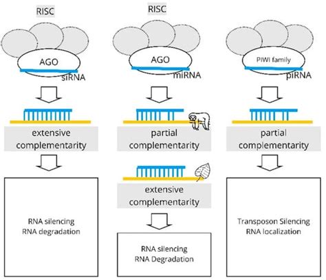 Biology | Special Issue : Machine Learning Applications in Biology