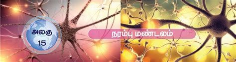 அறிமுகம் - நரம்பு மண்டலம் | Introduction - Nervous System | in Tamil