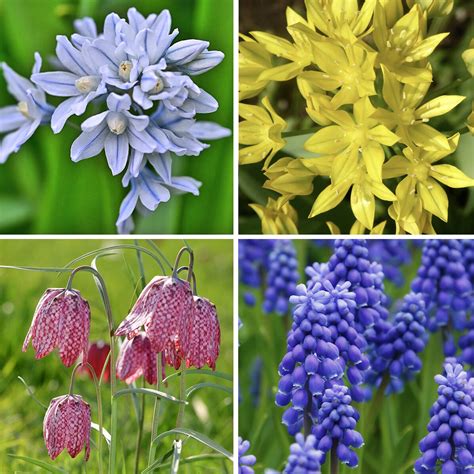 Garden Gem Mixed Flower Collection - 100 Bulbs - Featuring 4 Varieties ...