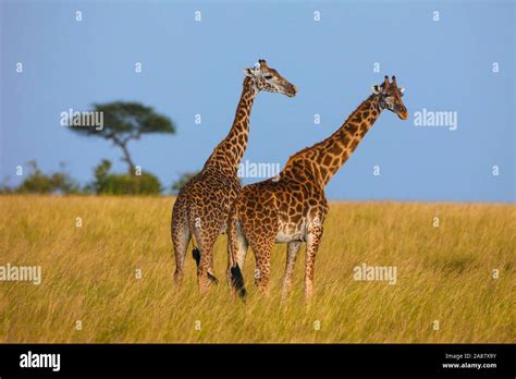 Image result for Python 2 Print