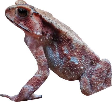 Tune In For A Frog Orchestra! | Nature inFocus