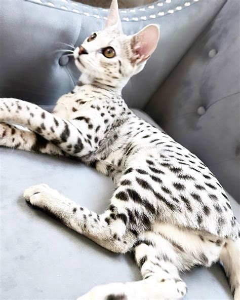 F3 Savannah Cat