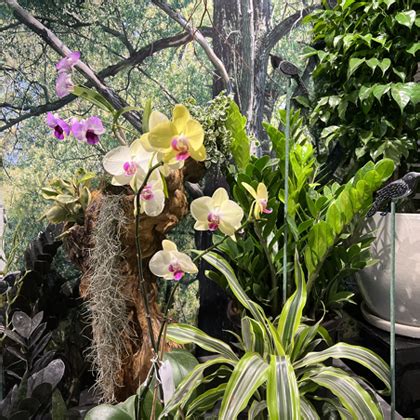 Home [orchidsetc.in]