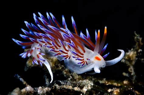 Nudibranchs Species