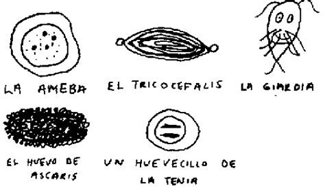 VI. Lombrices y parásitos