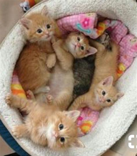 A basket of kittens! | Cute cats, Kittens cutest, Baby animals