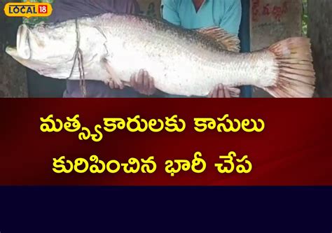 Big Fish: ఈ సైజ్ పండుగప్ప చేపను ఎప్పుడైనా చూశారా..? బరువు, ధర ఎంతంటే ...