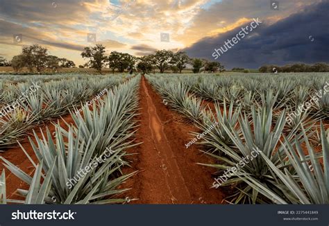 Agave Plant Tequila
