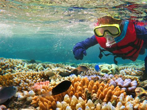 Great Barrier Reef Australia soon to get a smart patrol vessel with ...