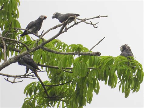 Timneh Parrot - eBird