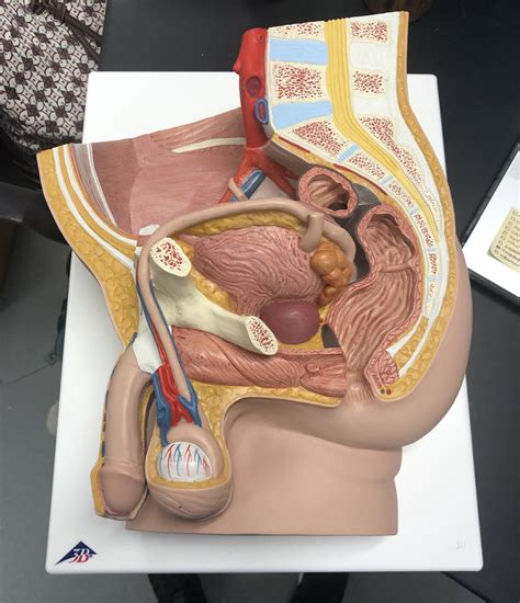 Image result for Male Reproduction Model