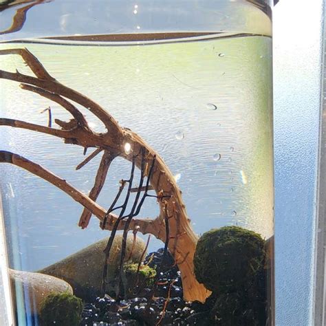 Image result for Java Moss Ball