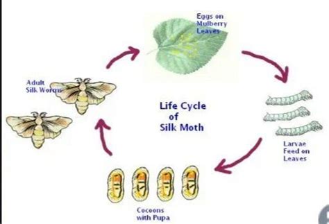 013. The figure represents the stages of the life cycle in a silk moth ...