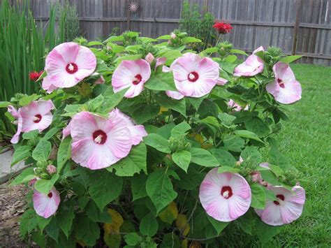 Hibiscus Plant Annual Or Perennial at Erin Mackenzie blog